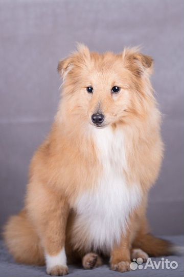 Щенки шелти