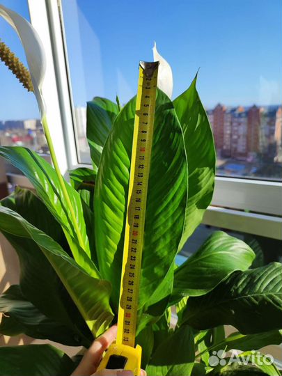 Спатифиллум Свит Лауретта