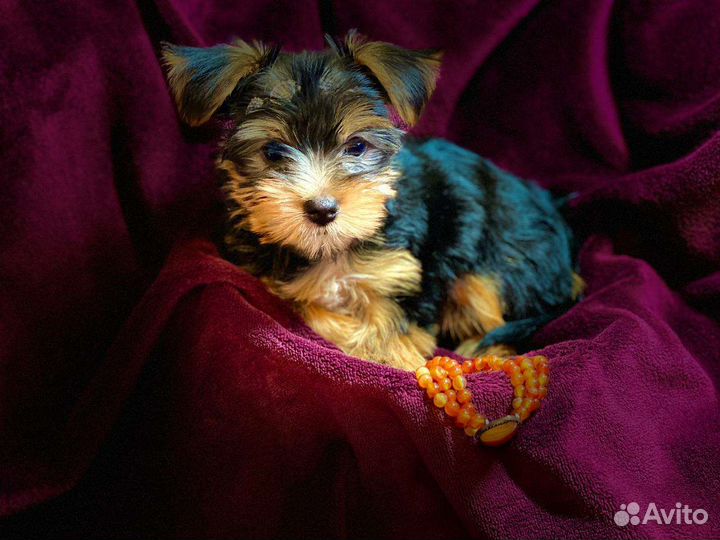 Йоркширский терьер