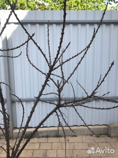 Ветки для декора