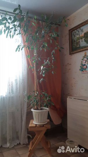 Фикус бенджамина