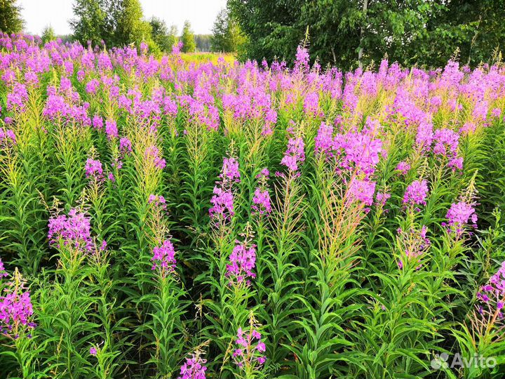 Иван чай ферментированный, свежий, 2023 год