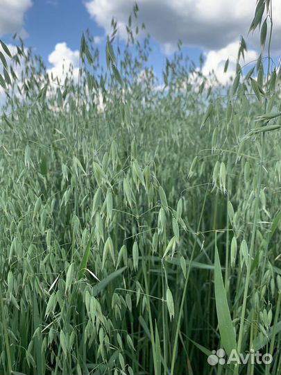 Услуги в области сельского хозяйства