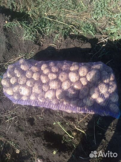 Картофель оптом