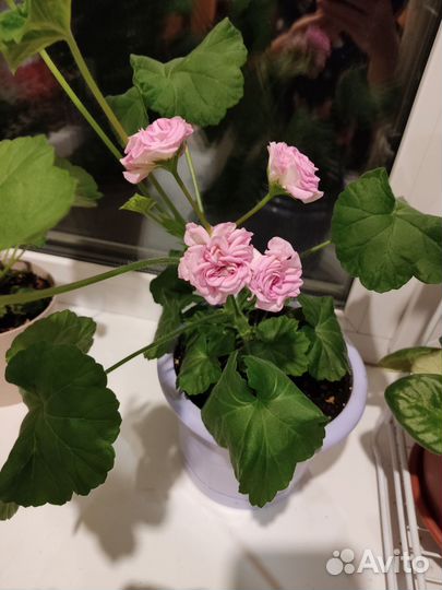 Пеларгония герань сортовая