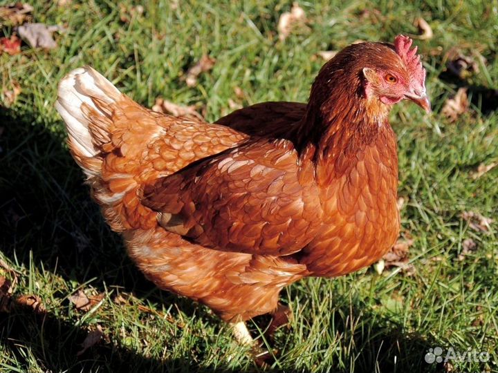 Куры несушки