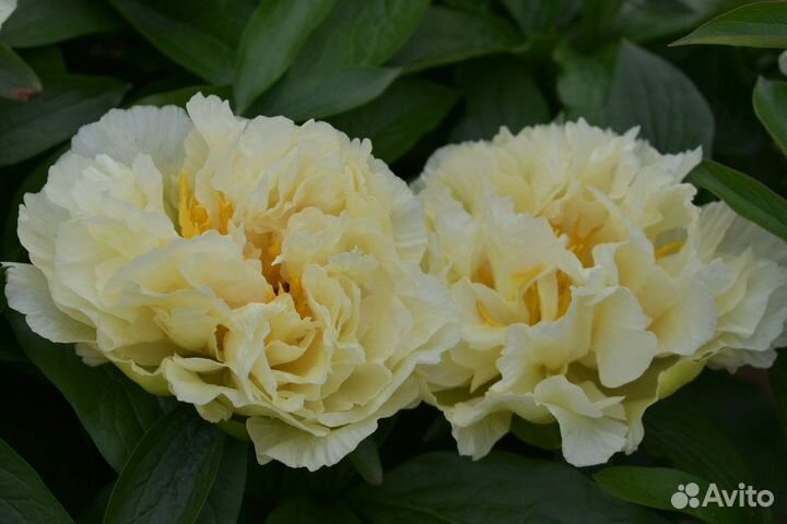 Пион Санни Гёрл