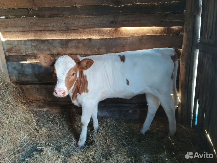 Коровы дойные с телятами