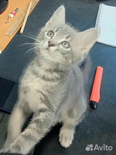 Ласковые котята