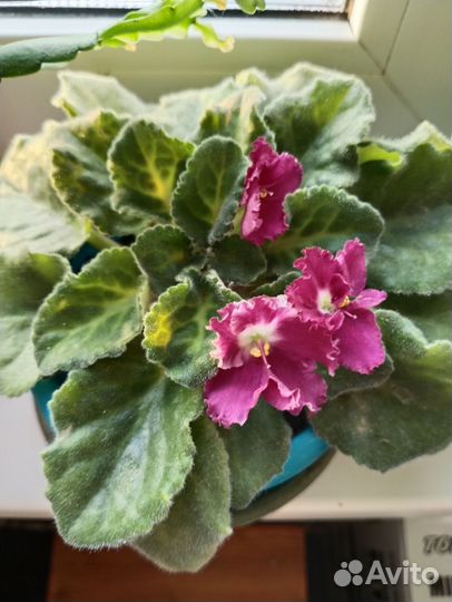 Рео, фиалка, хойи, колерия и другие растения