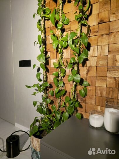 Эпипремнум