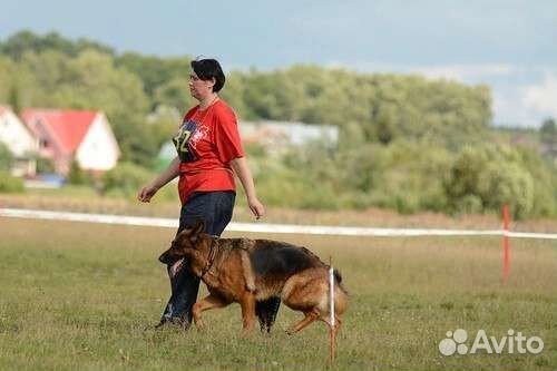 Услуги кинолога. Дрессировка собак