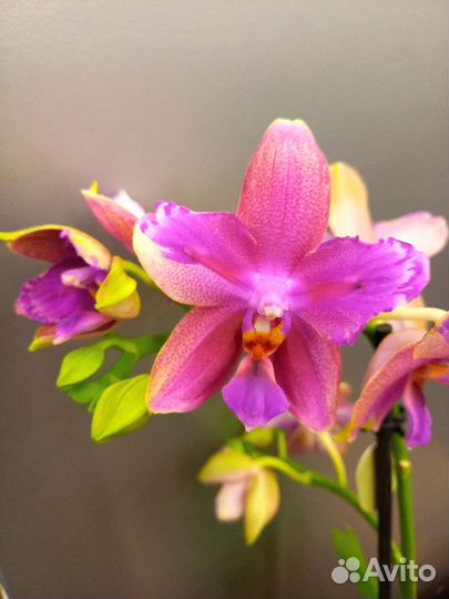 Орхидея фаленопсис Лиодоро Бабочка