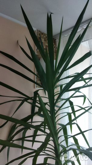 Пальма юкка