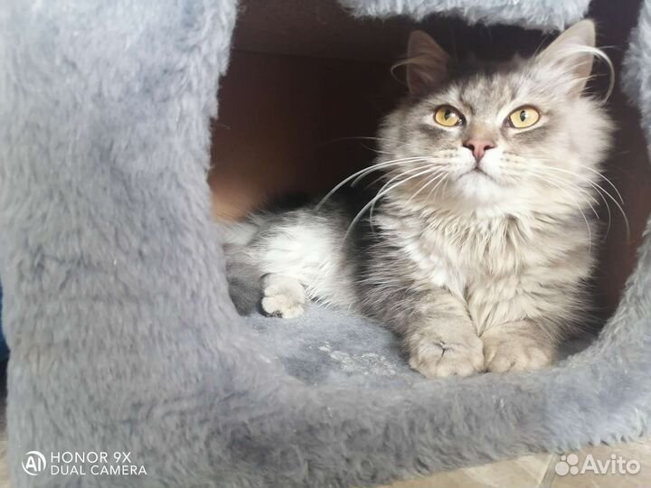 Британские котята
