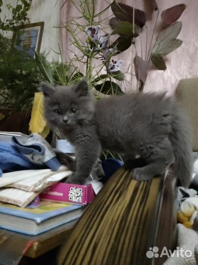 Котики бесплатно в добрые руки