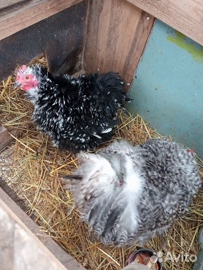 Инкубационное яйцо китайских шелковых