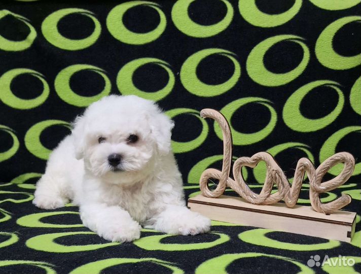 Бишон фризе Девочка. Москва