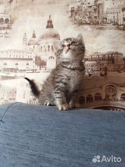 Котята