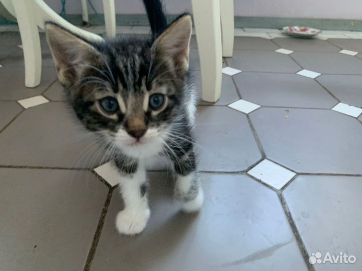 Котята в добрые руки приучены к лотку