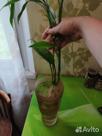 Тростник, бамбук, растения