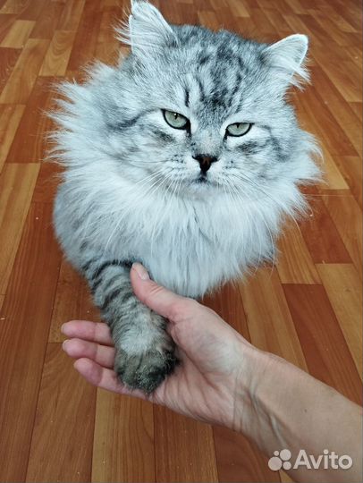 Кот Арсений, в добрые руки