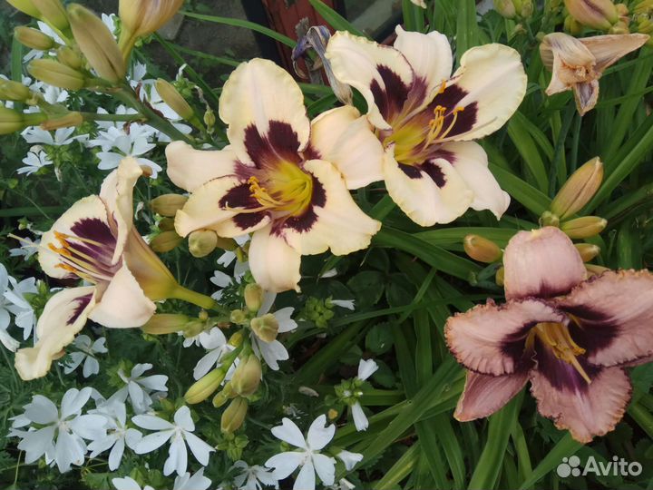 Лилейник сортовой