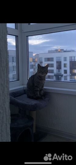 Котик в добрые руки