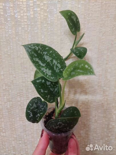 Сциндапсусы сортовые