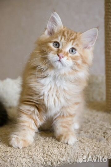 Сибирские котики