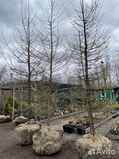 Саженцы лиственницы. Лиственница сибирская 3-4 м