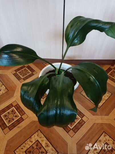 Лилия эухарис