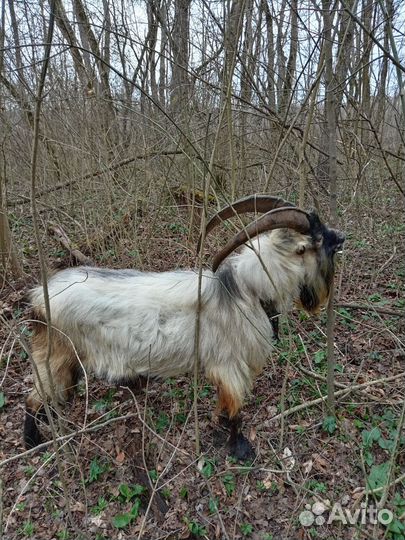 Козы и козлы на племя