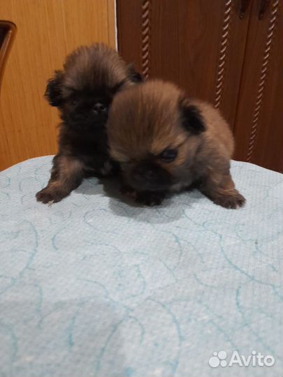 Щенки пекинеса