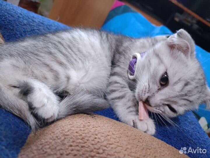 Шотландская вислоухая