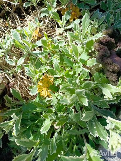 Садовые многолетники