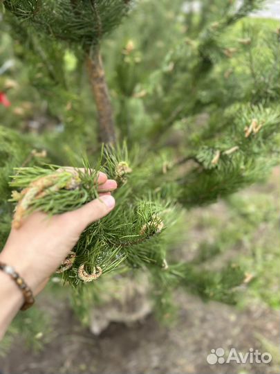 Сосна обыкновенная. Большой выбор. В наличии