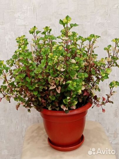 Клеродендрум. Альтернатера