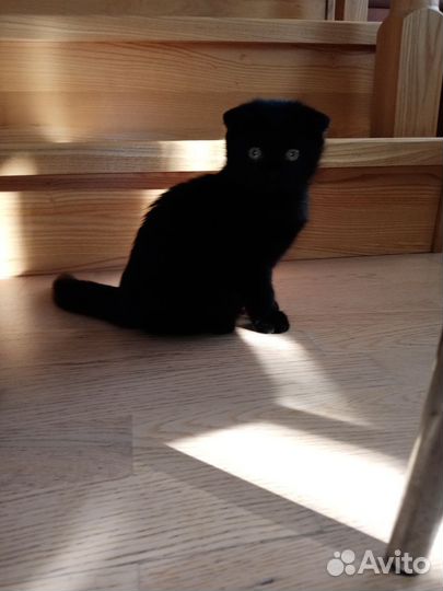 Кошечка в добрые руки