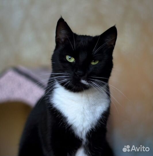 Очень долго ищет дом кошка Фиби