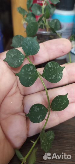 Хойя, дисхидия