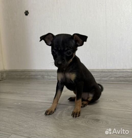 Мини той-терьер