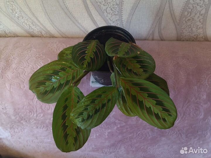 Маранта триколор