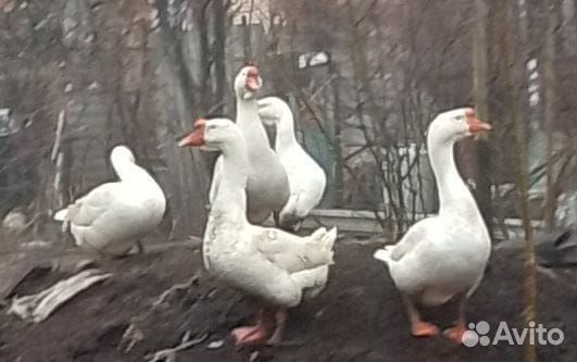 Гуси белые 2 года