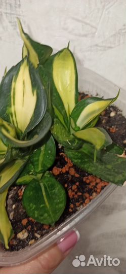 Сансевиерия ханни Страйкер