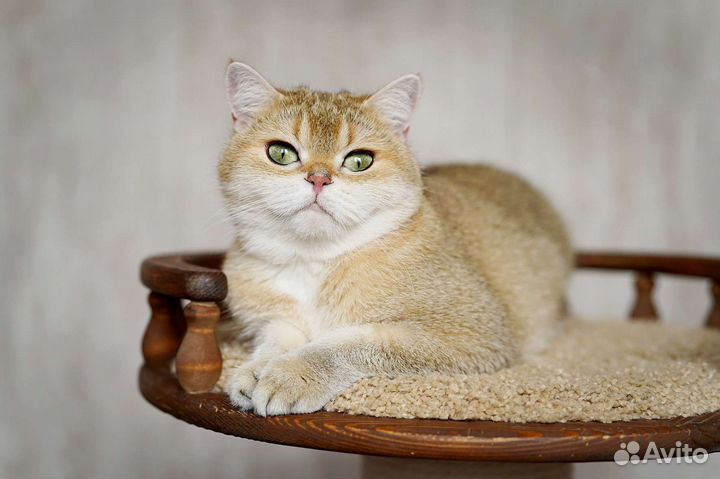 Шотландская золотая Девочка