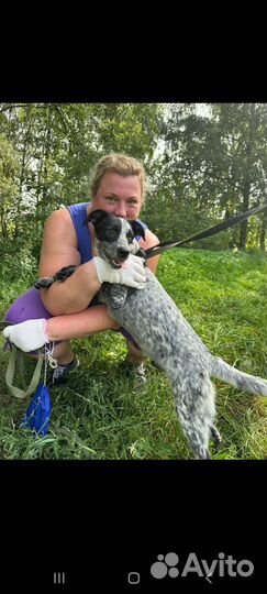 Щенок пока в приюте