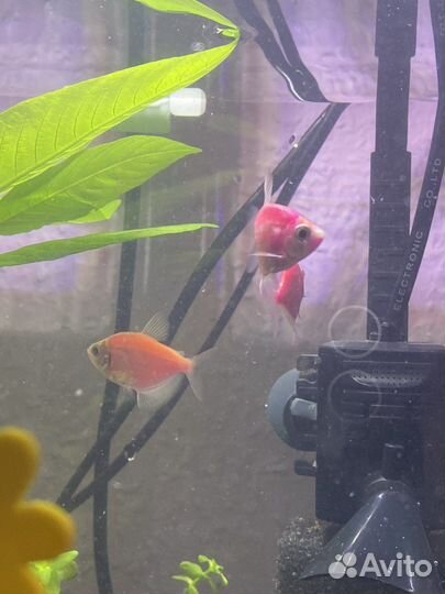 Тернеции карамельки