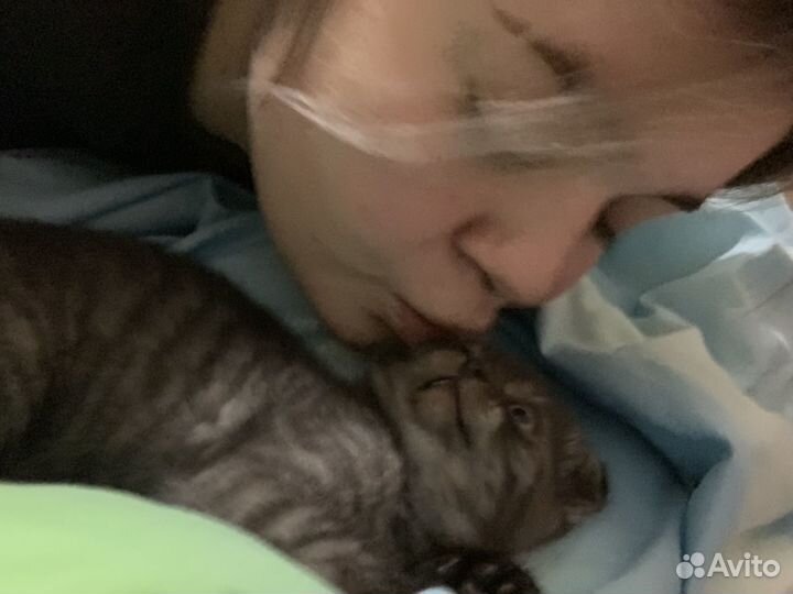 Передержка животных