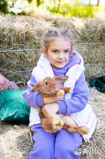 Карликовый кролик